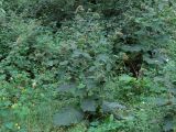 Arctium lappa