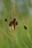 Luzula multiflora. Верхушка плодоносящего растения. Беларусь, Витебская обл., пос. Езерище, дендрарий Езерищеского лесничества, разнотравно-злаковый луг на глинистой почве. 03.06.2025.