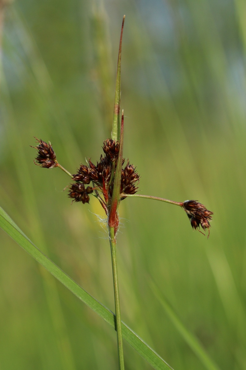 Image of Luzula multiflora specimen.