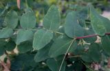 Vicia pisiformis. Лист. Татарстан, Агрызский р-н, с. Красный Бор, дубрава. 09.08.2025.