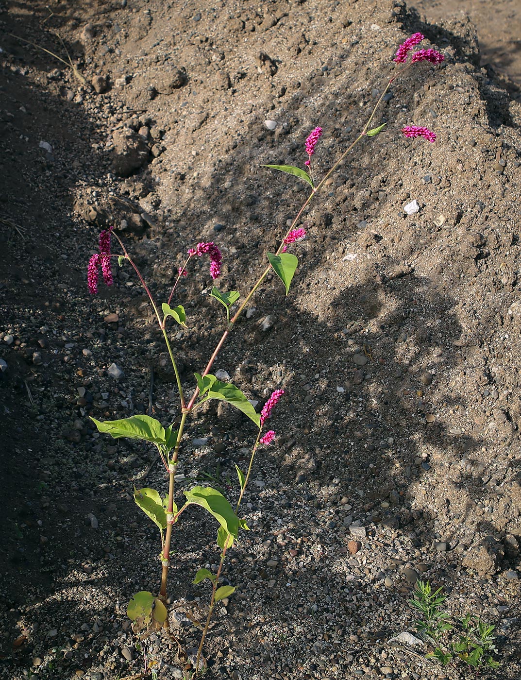 Изображение особи Persicaria orientalis.