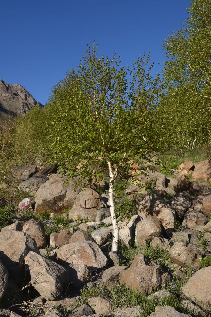 Изображение особи Betula pendula.