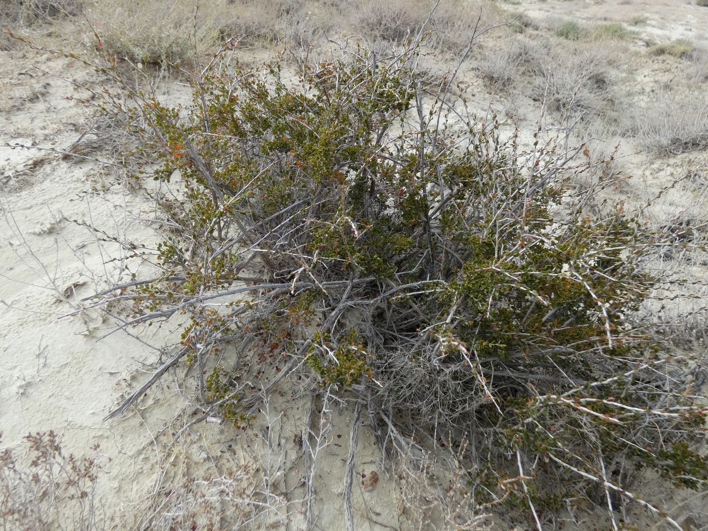 Изображение особи Atraphaxis spinosa.