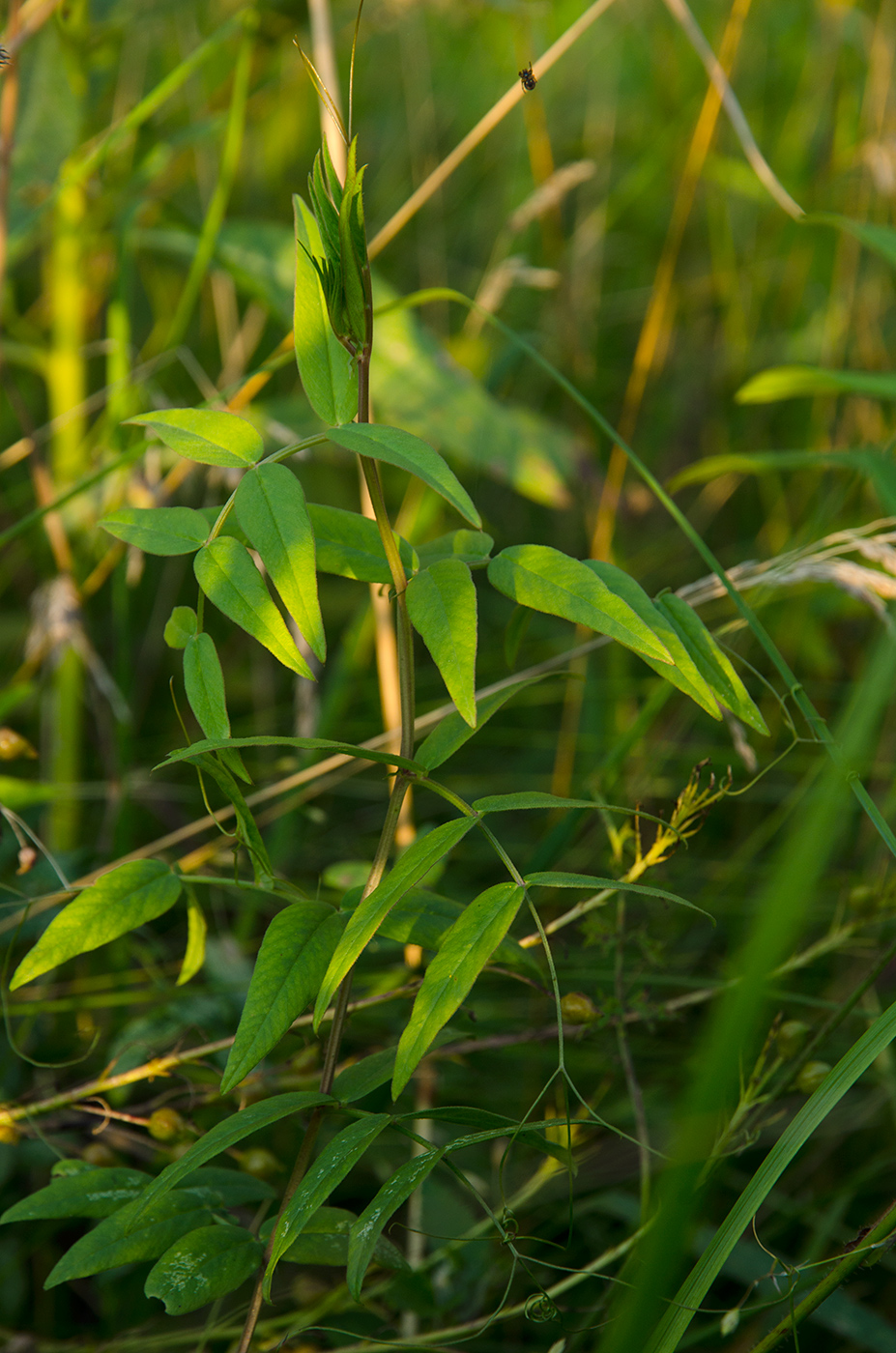 Изображение особи семейство Fabaceae.