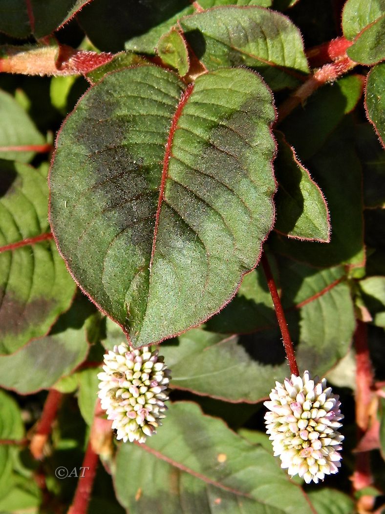 Изображение особи Persicaria capitata.