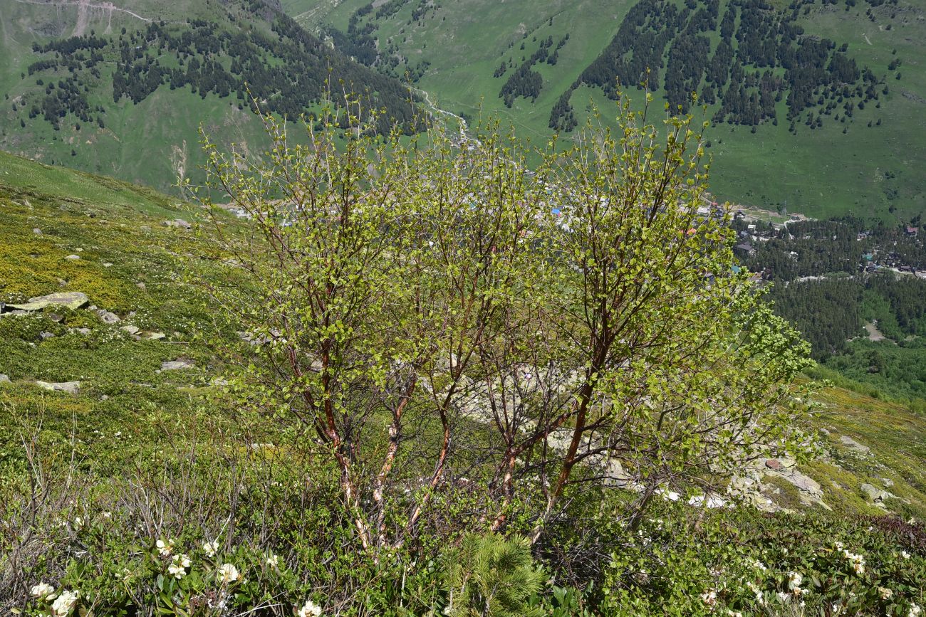 Image of genus Betula specimen.