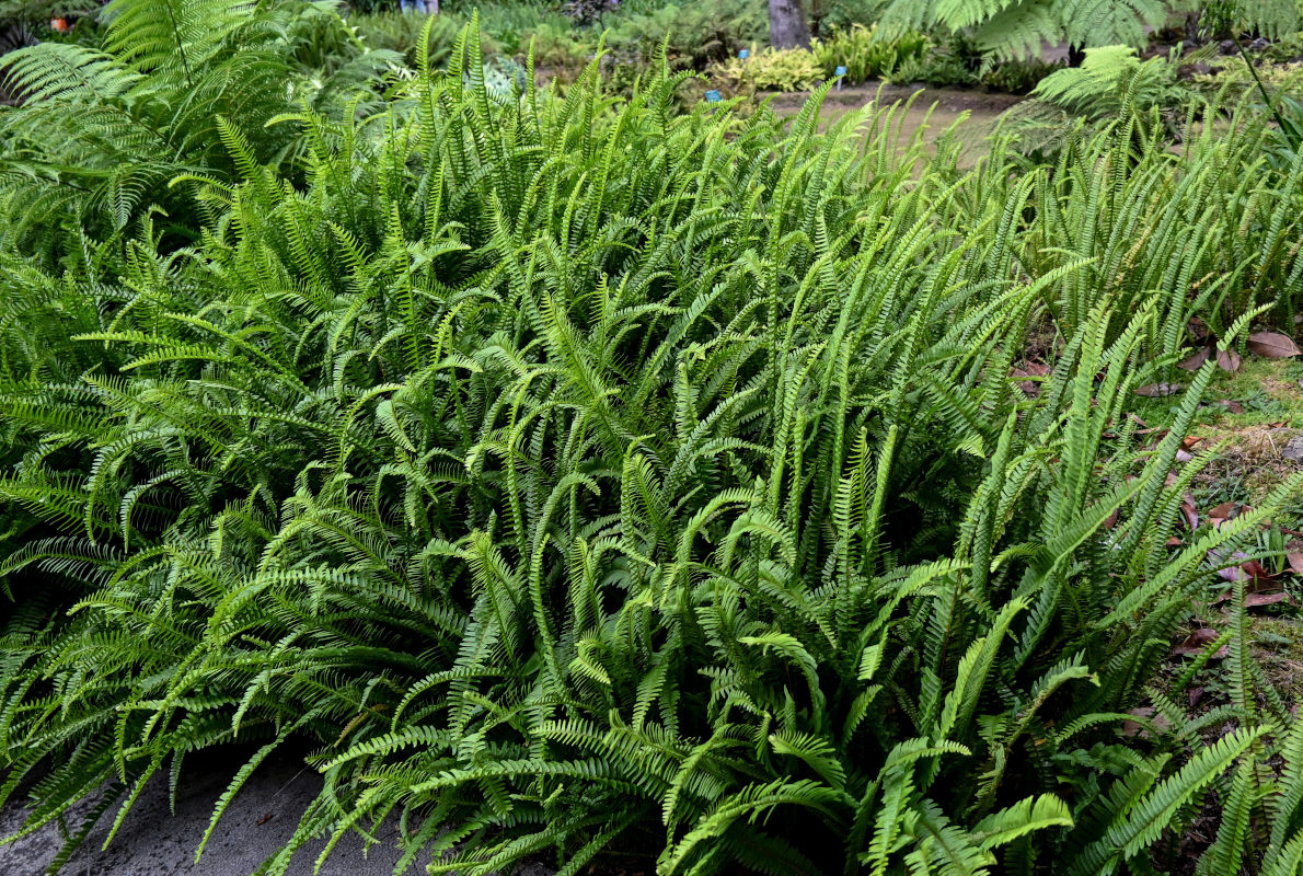 Изображение особи Nephrolepis cordifolia.