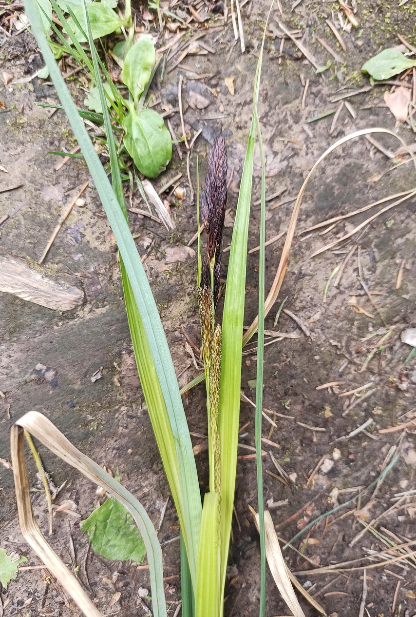 Image of genus Carex specimen.