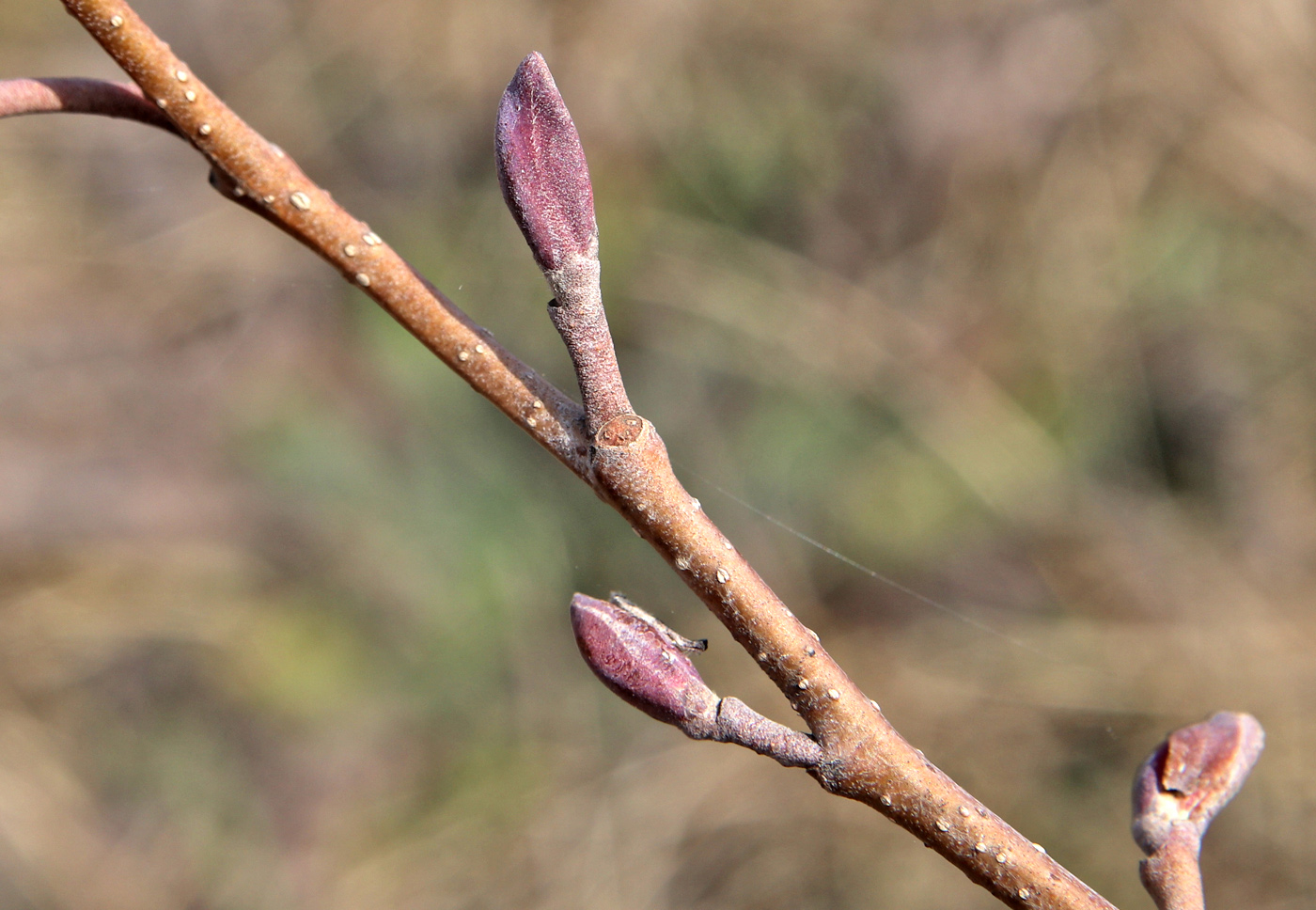 Изображение особи Alnus glutinosa.