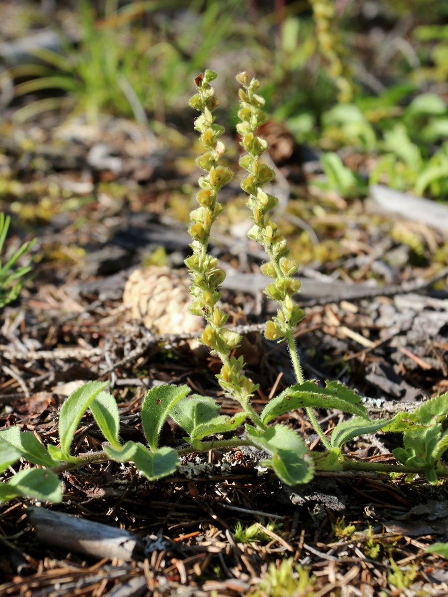 Image of Veronica officinalis specimen.