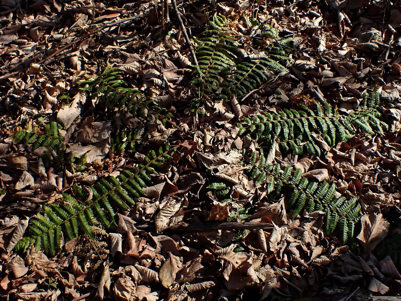 Image of Dryopteris crassirhizoma specimen.