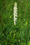 Gymnadenia conopsea