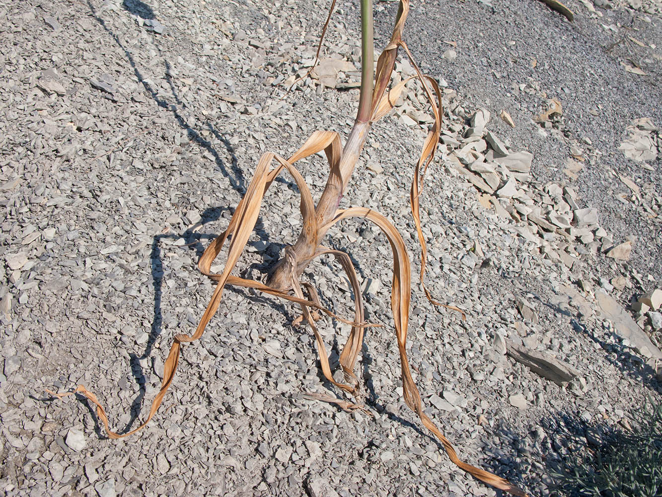 Изображение особи Allium atroviolaceum.