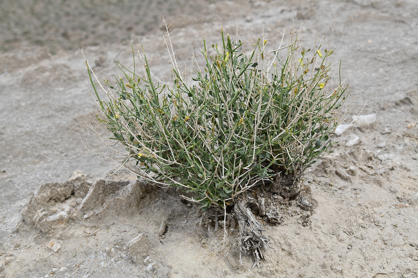 Image of Sisymbrium isfarense specimen.