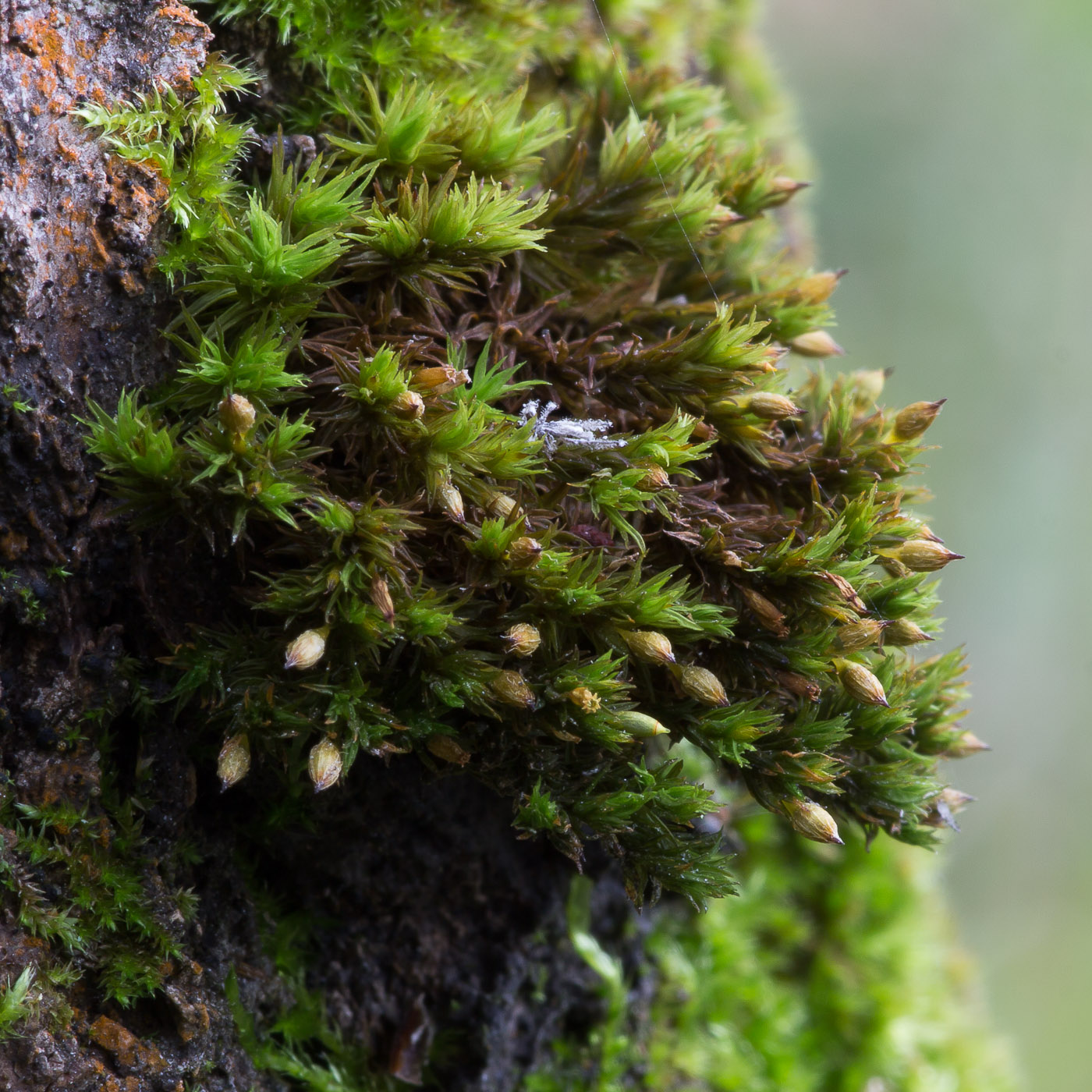 Image of Lewinskya speciosa specimen.