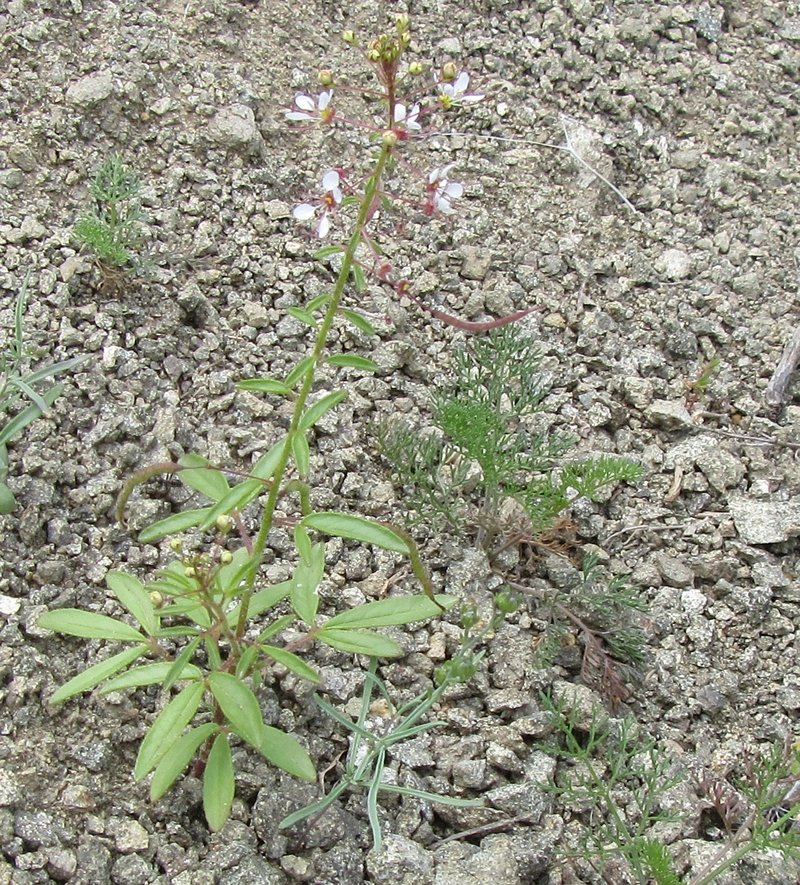 Изображение особи Cleome daghestanica.