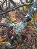 Heterodermia speciosa. Таллом с соралиями. Санкт-Петербург, Курортный р-н, ПП «Комаровский берег», на коре Malus sp. в сообществе других видов лишайников. 01.11.2025.