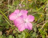 Изображение особи. Автор - Татьяна Винокурова