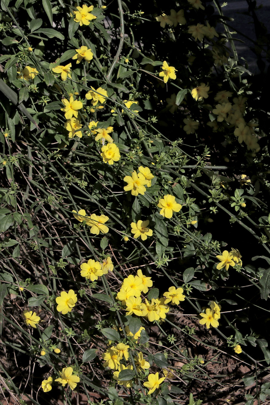 Изображение особи Jasminum mesnyi.