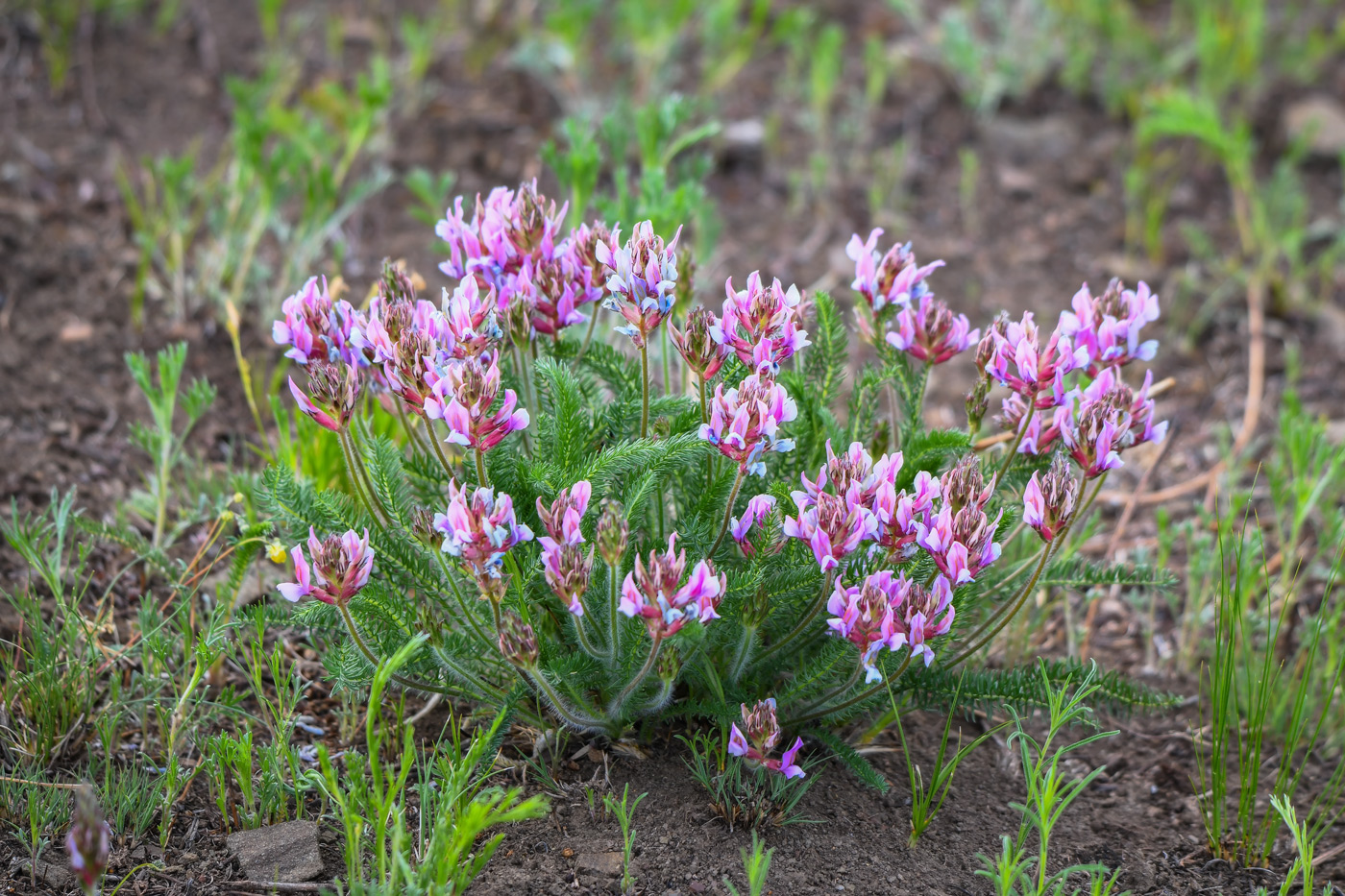 Изображение особи Oxytropis myriophylla.