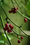 Smilax excelsa. Побеги с плодами. Большой Кавказ, Черноморское побережье, басс. р. Шахе, окр. пос. Головинка. 25.10.2004.