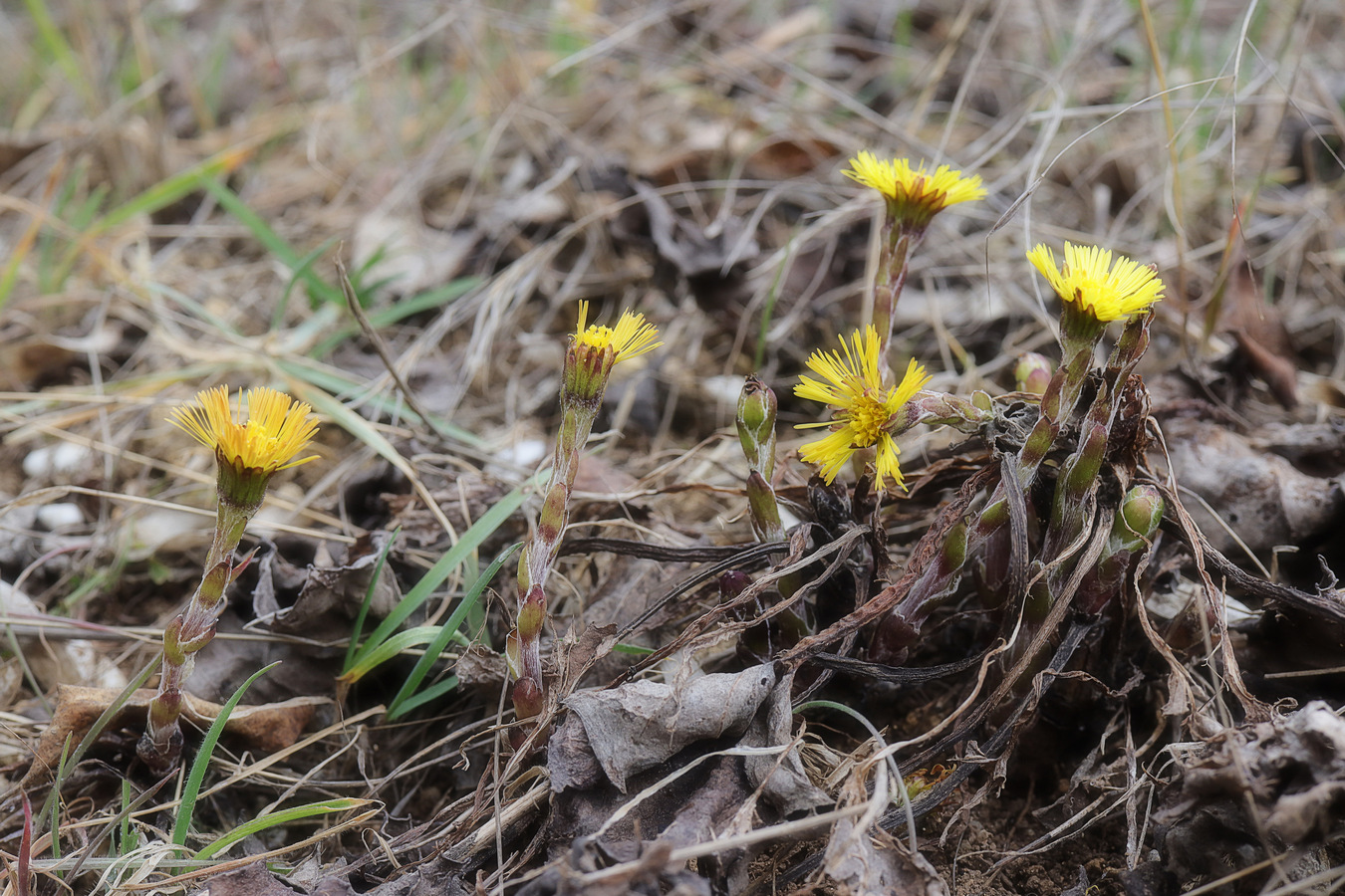 Image of Tussilago farfara specimen.