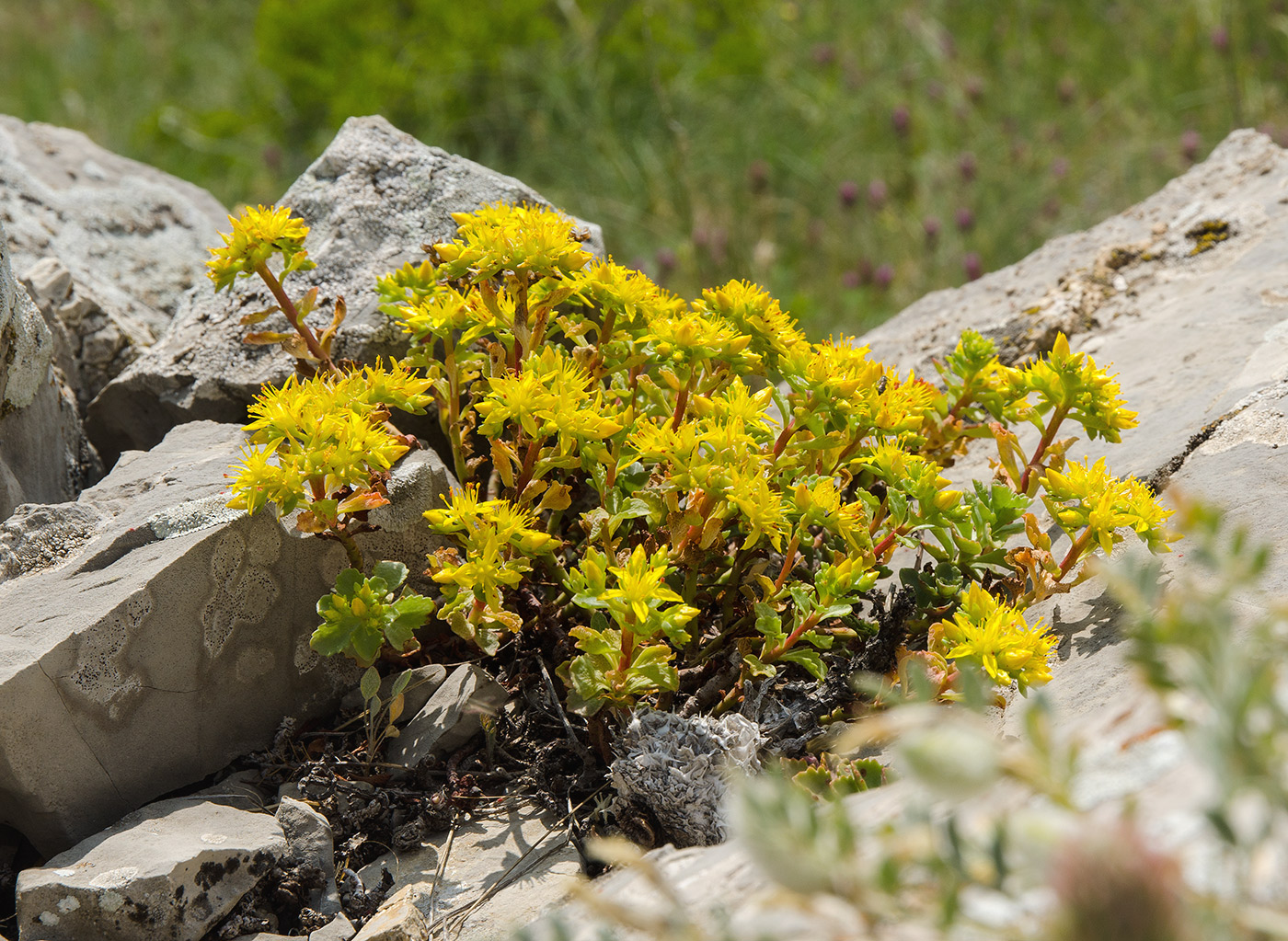 Image of Aizopsis hybrida specimen.