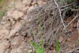 Goldbachia pendula. Средняя часть генеративного побега с незрелыми плодами. Астраханская обл., Камызякский р--н, окр. с. Раздор, бэровский бугор Широкий. 03.05.2026.