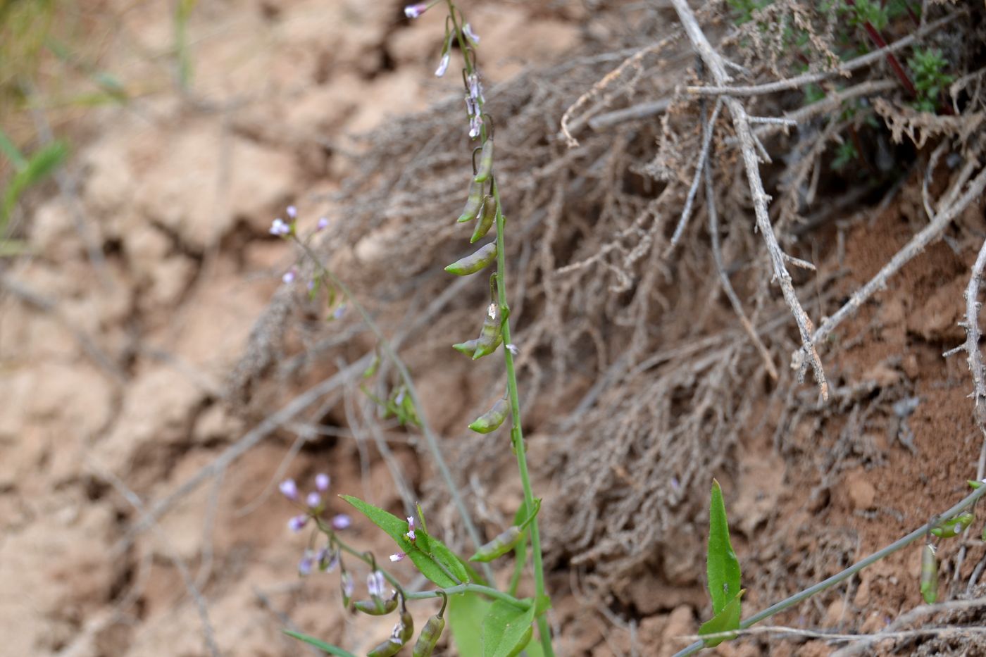 Image of Goldbachia pendula specimen.