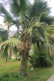 Sabal palmetto. Вегетирующее растение. Краснодарский край, Черноморское побережье Кавказа, г. Сочи, Дендрарий. 17 марта 2025 г.