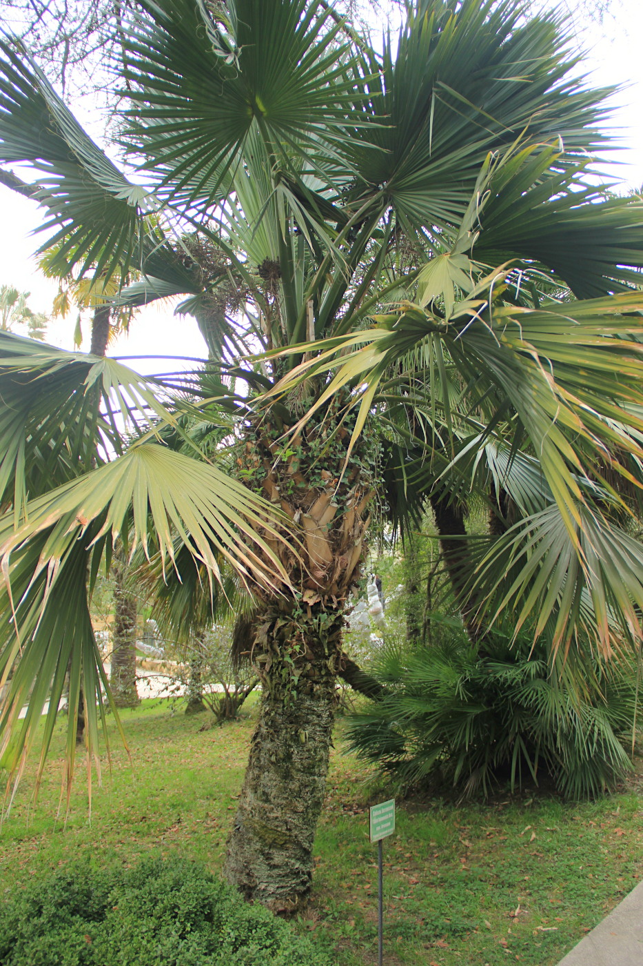 Изображение особи Sabal palmetto.