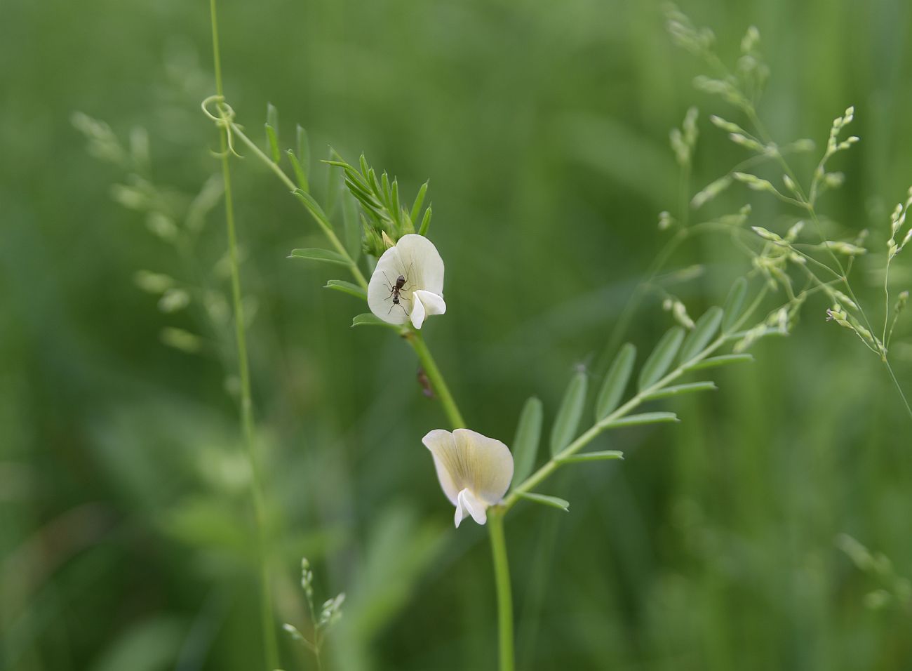Image of genus Vicia specimen.