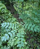 unknown species. Побег и часть ствола. Волгоград, Красноармейский р-н; Чапурниковская балка. 01.06.2026.