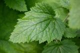 Scrophularia divaricata. Лист (адаксиальная сторона). Республика Адыгея, Майкопский р-н, ок. 6 км к югу от с. Новопрохладное, хр. Ду-Ду-Гуш, СВ склон, верховья балки Воровская, в глинисто-каменистом русле. 14.06.2026.