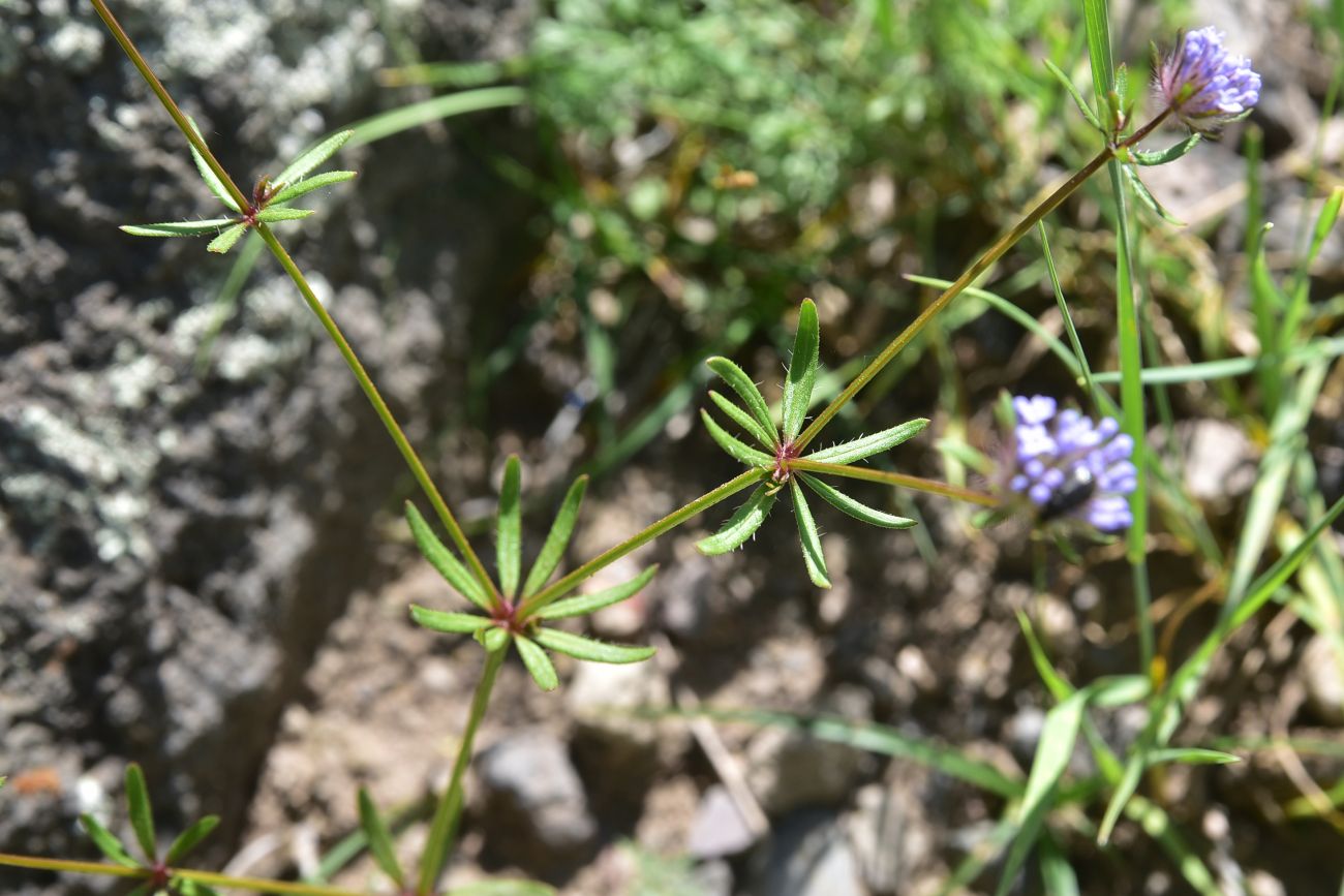 Image of Asperula arvensis specimen.