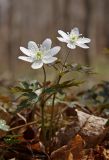 Anemone amurensis. Цветущие растения. Южное Приморье, Чёрные горы, заповедник \"Кедровая падь\", долинный широколиственный лес. 15.04.2008.