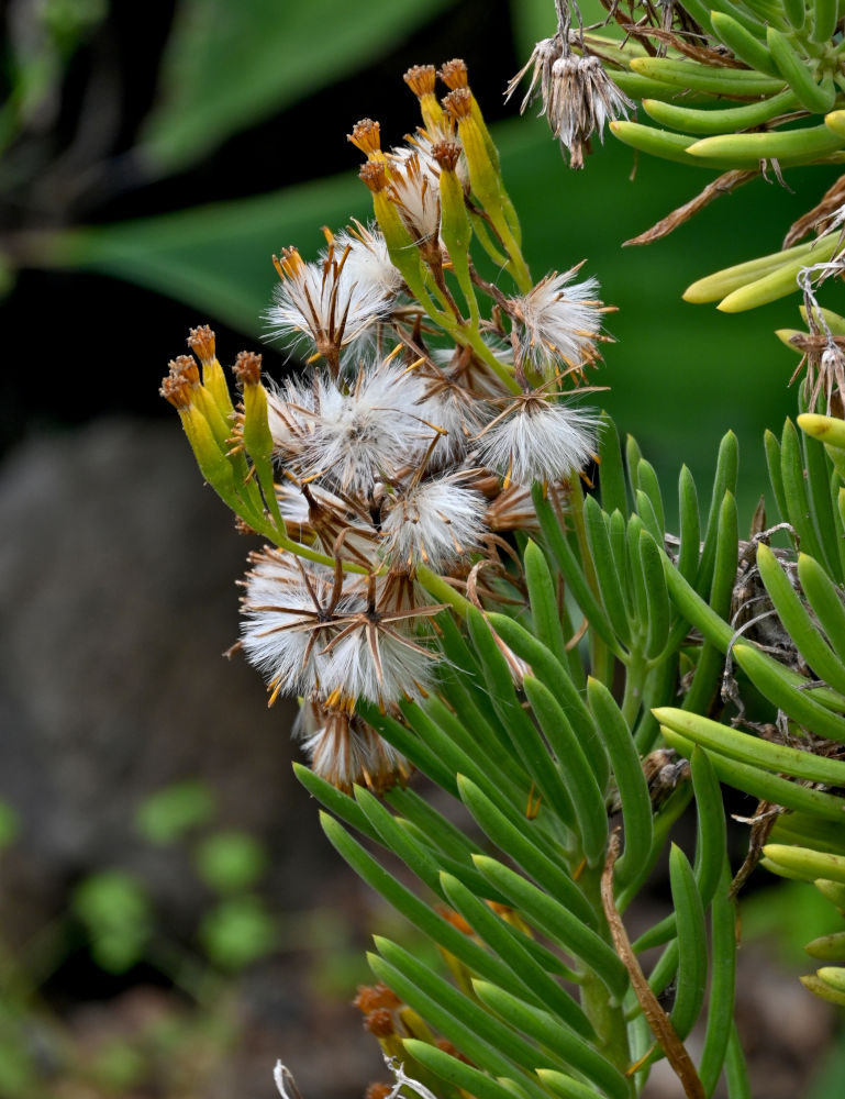 Image of Kleinia barbertonica specimen.