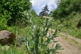genus Cirsium