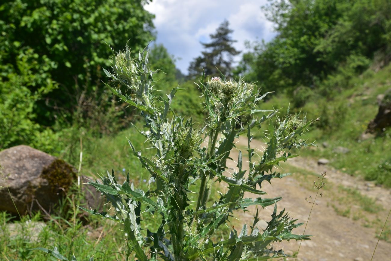 Image of genus Cirsium specimen.