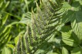 Matteuccia struthiopteris. Часть вайи с сорусами. Карачаево-Черкесия, Домбай, верховья долины р. Домбай-Ульген, луг. 31.07.2026.
