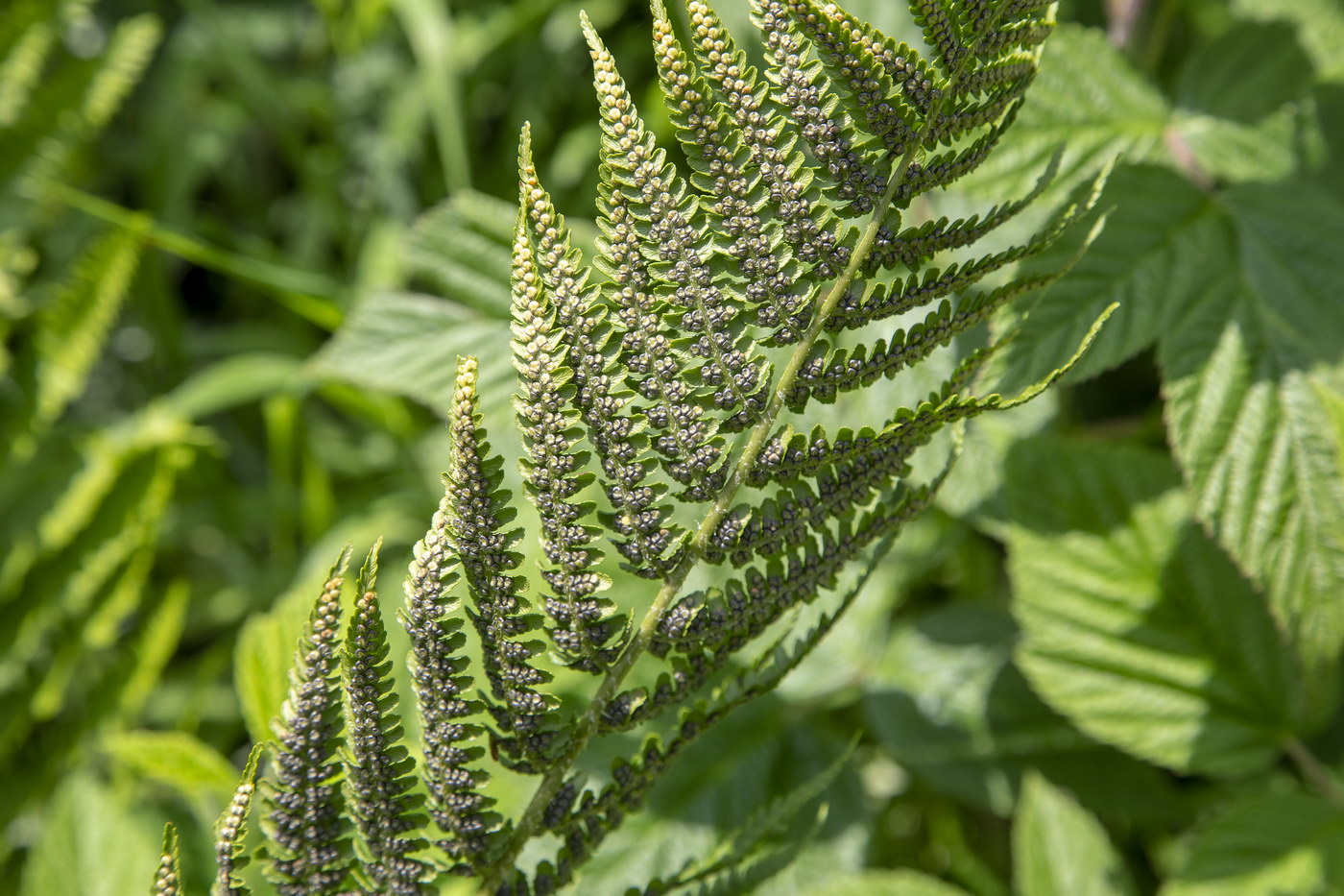Изображение особи род Dryopteris.
