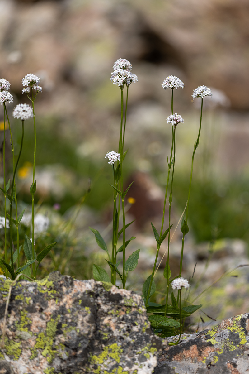 Изображение особи Valeriana alpestris.