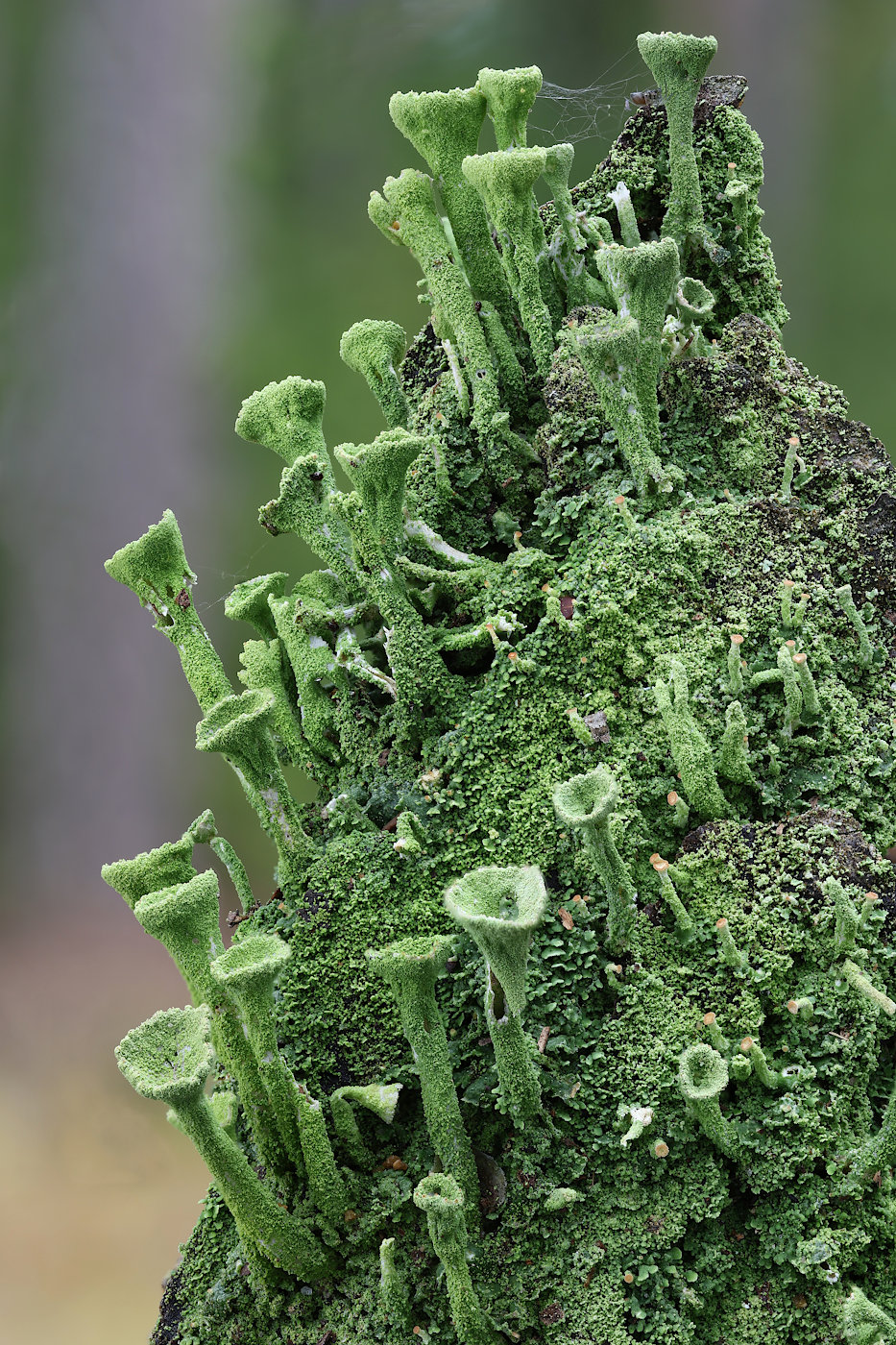 Image of genus Cladonia specimen.