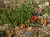 Oxytropis trichophysa