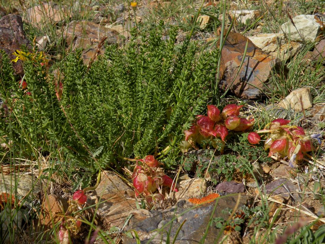 Image of Oxytropis trichophysa specimen.