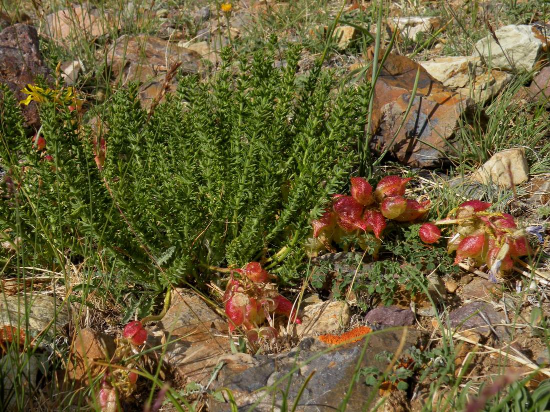 Изображение особи Oxytropis trichophysa.