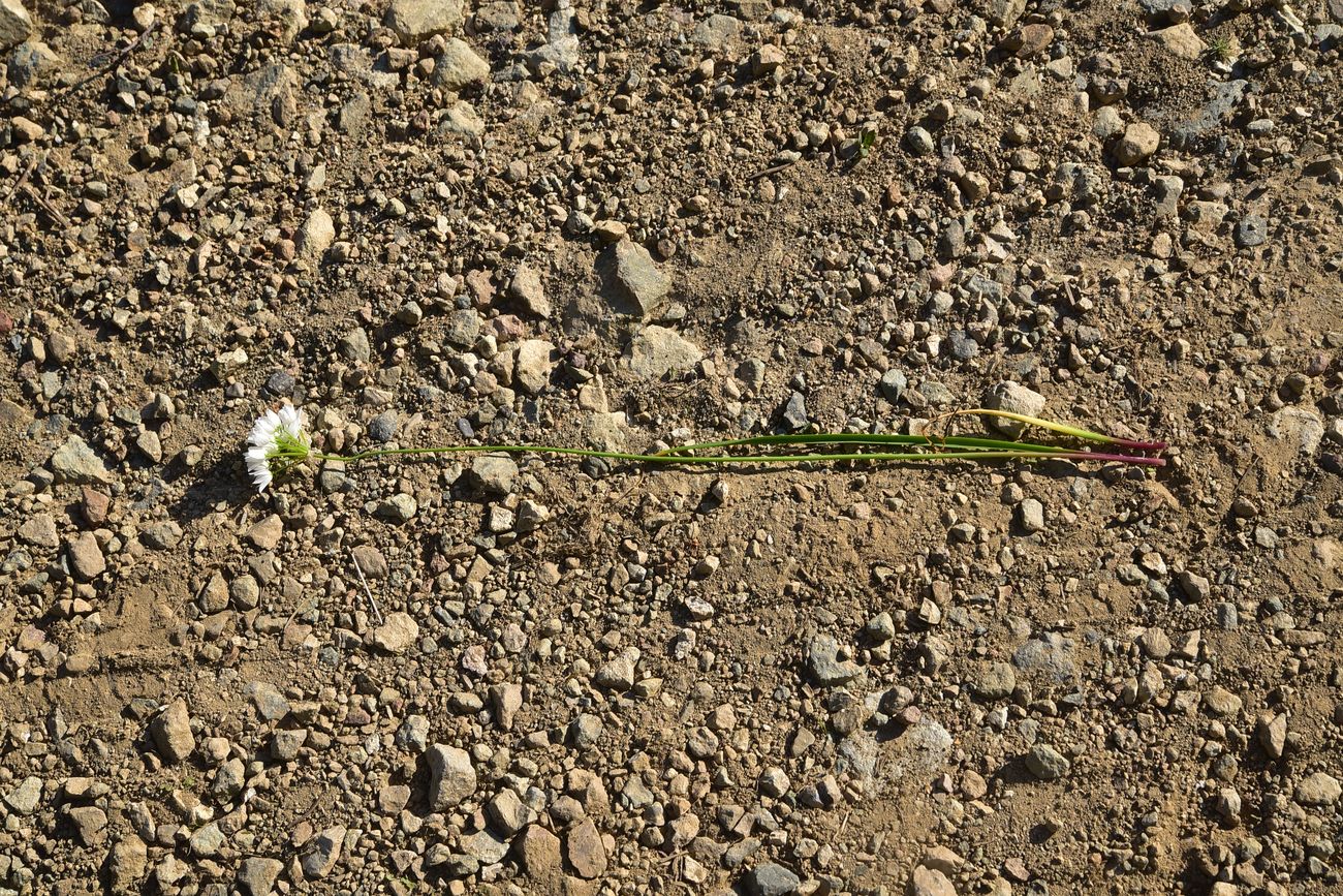 Image of genus Allium specimen.