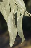 Elaeagnus littoralis