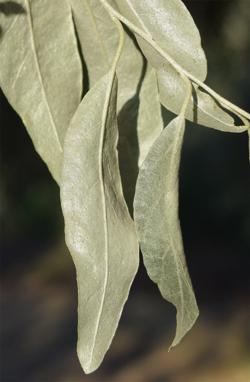 Изображение особи Elaeagnus littoralis.