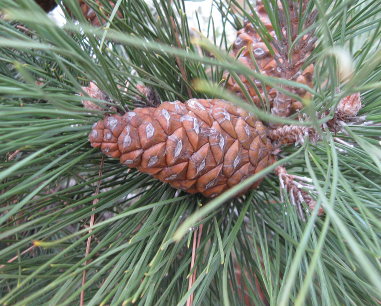 Изображение особи Pinus pallasiana.